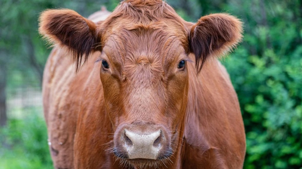 Numbers 19 “Water of Purification”